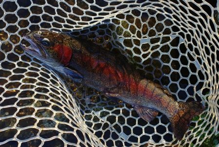 秋晴れのフィッシングパーク高島の泉で釣りまくる